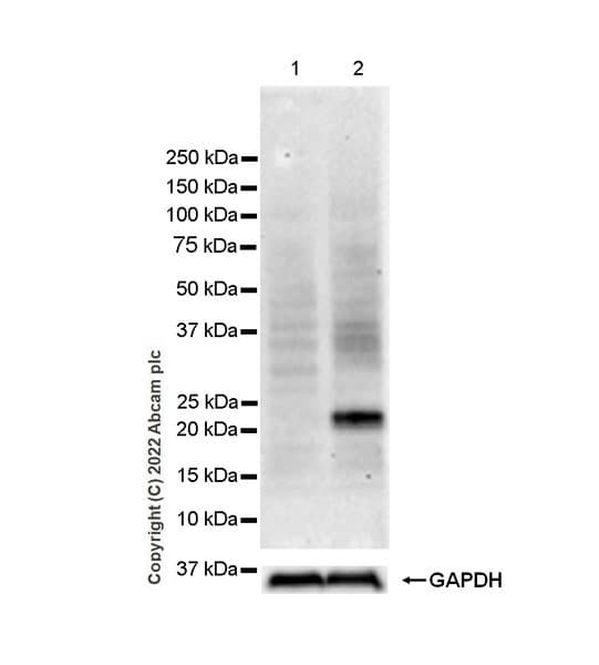 Anti-IL-6 antibody [EPR23819-103](AB290735)