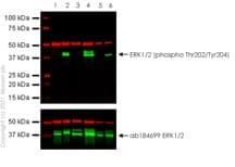 Anti-ERK1 + ERK2 antibody [EPR17526](AB184699)