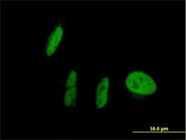 Anti-PXR antibody(AB118336)