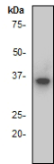 Anti-IKB alpha antibody [E130](AB32518)