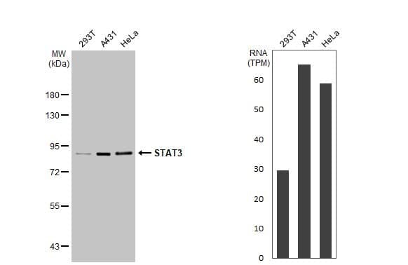Anti-STAT3 antibody(AB226942)