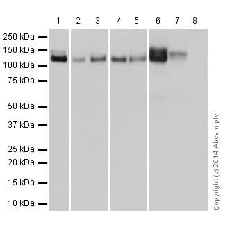 Anti-Integrin alpha V antibody [EPR16800](AB179475)