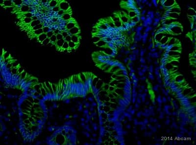 Anti-alpha 1 Sodium Potassium ATPase antibody [464.6](AB7671)
