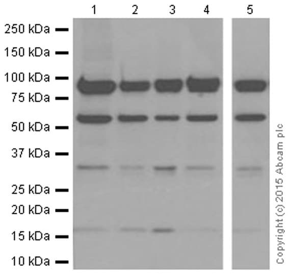 Sumo 1 Antibody Ep298 Bsa And Azide Free Ab248491  Western Blot Img110972