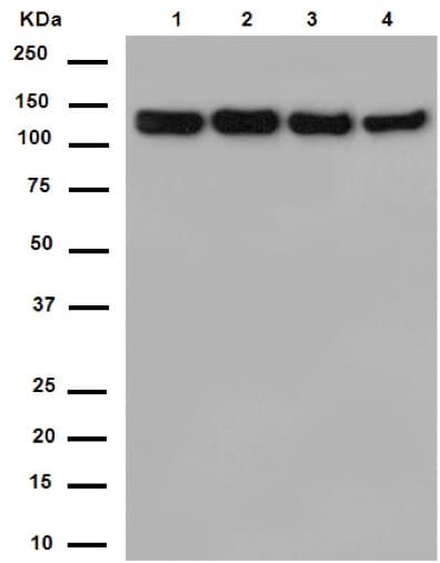 Eftud2 Antibody Epr16055b Ab188327  Western Blot Img106651
