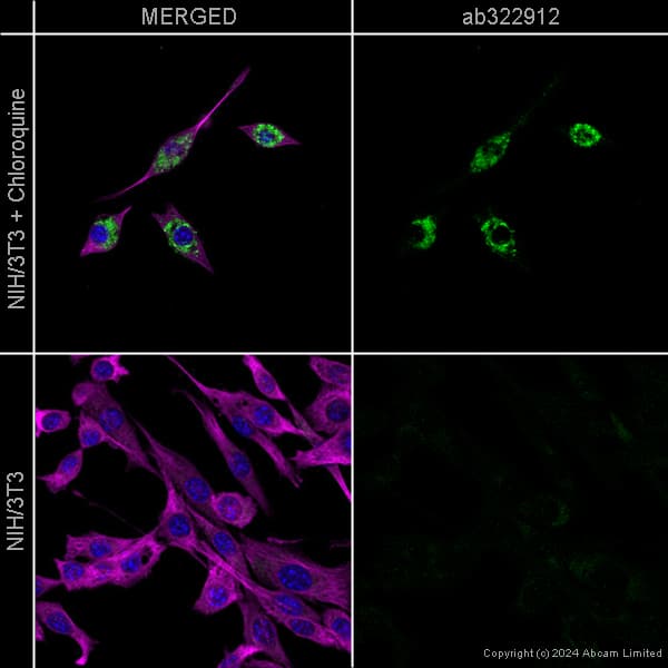 Goat Anti-Chicken IgY H&L (Alexa Fluor® 488) preadsorbed(AB150173)