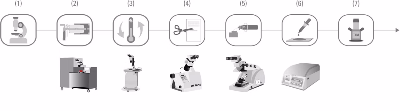 Live Cell Clem Workflow 01 Kid21766481 1