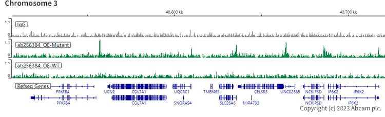 Anti-Histone H3 (mutated K36M) antibody [EPR23614-91] - BSA and Azide free(AB270796)
