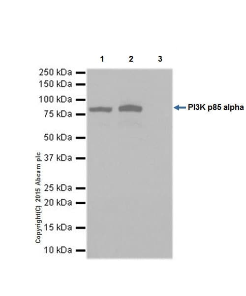 Anti-PI 3 Kinase p85 alpha antibody [EPR18702](AB191606)