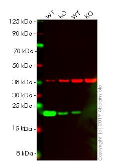 Ab263806  Western Blot Img142627