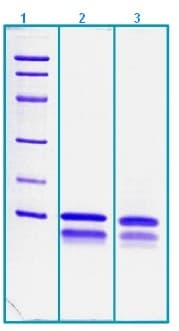 Ab203547  Sds Page Img126695