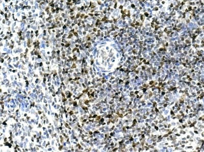 Anti-PCNA antibody(AB18197)