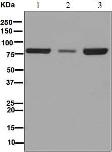 Nuclear Matrix Protein P84 Antibody Epr5661 Bsa And Azide Free Ab248100  Western Blot Img108077