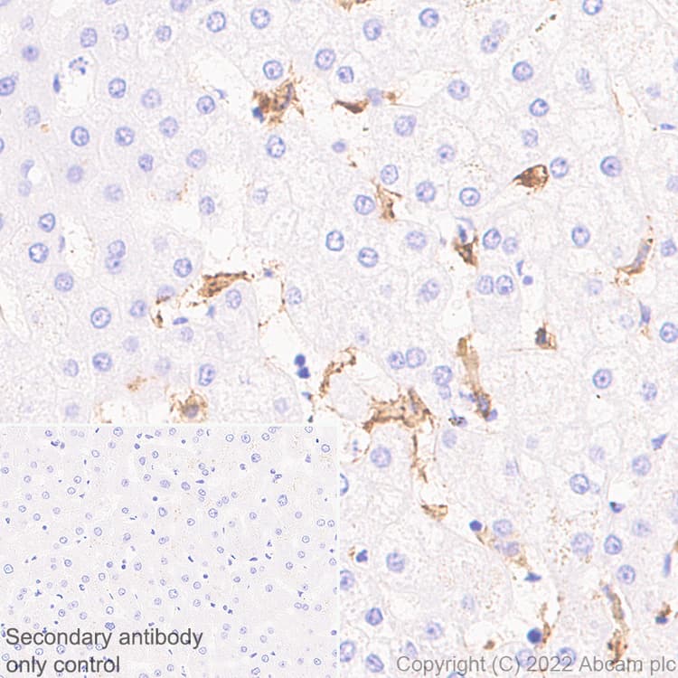 Anti-FOLR2 antibody [EPR25731-70] (BSA and Azide free)(AB302533)