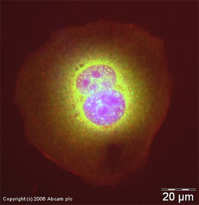 Anti-NF-kB p65 antibody(AB16502)