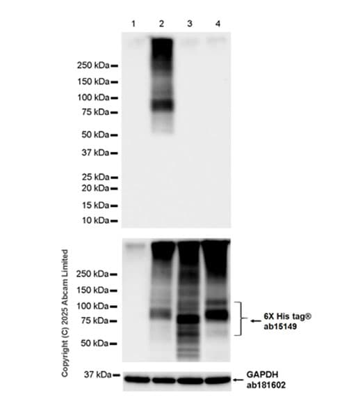 Anti-6X His tag® antibody [AD1.1.10](AB15149)