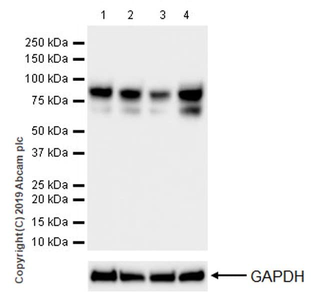 Anti-O-Linked N-Acetylglucosamine antibody [EPR19847](AB202665)