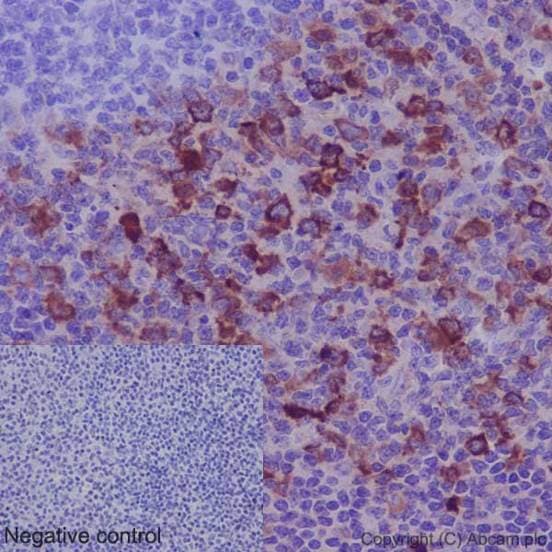 Tacc3 Antibody Epr7756 Bsa And Azide Free Ab224525  Immunohistochemistry Formalin Pfa Fixed Paraffin Embedded Sections Img100821