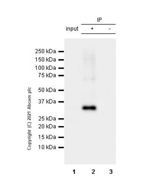 Anti-METTL1 (phospho S27) antibody [EPR24280-9](AB271062)