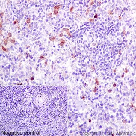 Macrophage Polarization Panel - Human IHC(ab278180)