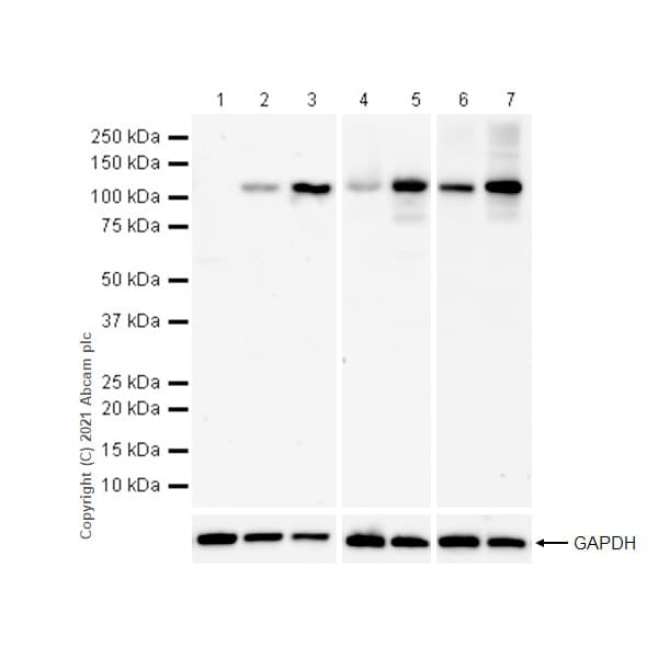 Anti-NLRP3 antibody [RM1021](AB283819)