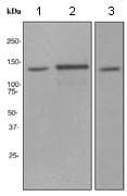 Anti-SUPT16H antibody [EPR3685] - BSA and Azide free(AB247721)