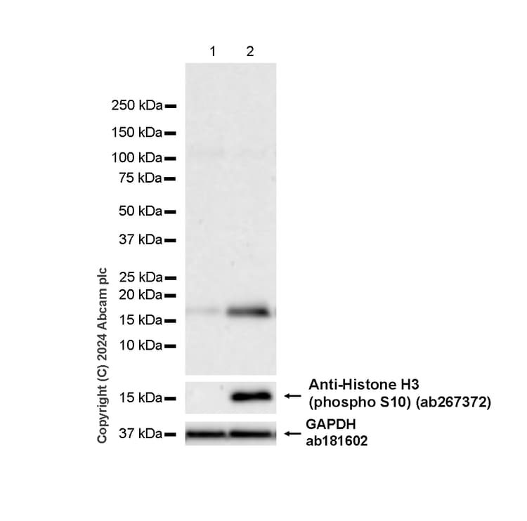 Anti-Histone H3 (phospho S10) antibody [EPR24060-36](AB267372)