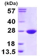 Ab111626  Sds Page Img47965