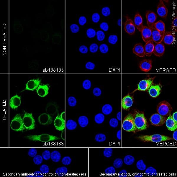 Anti-COX2 / Cyclooxygenase 2 antibody [EPR18377-106] - BSA and Azide free(AB226869)