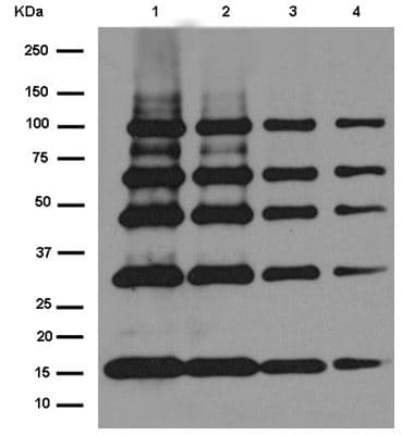 Anti-Strep-tag II antibody [EPR12666](AB180957)