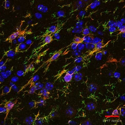 Anti-TMEM119 antibody [28-3] - Microglial marker(AB209064)