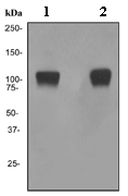 Anti-Pumilio 2 antibody [EPR3813] - BSA and Azide free(AB239909)