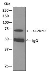 Grasp65 Antibody Epr12439 Bsa And Azide Free Ab249824  Immunoprecipitation Img72588