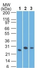 Anti-LIF antibody [IMG39N7D10](AB138002)