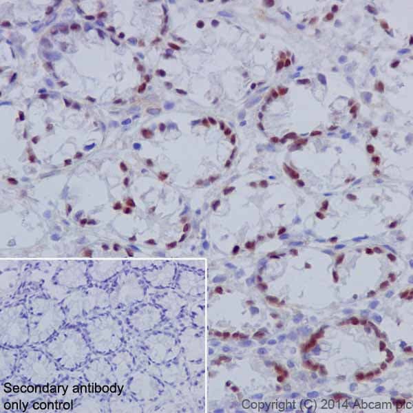 Anti-HNF-4-alpha antibody [EPR16885-99] - BSA and Azide free(AB231167)