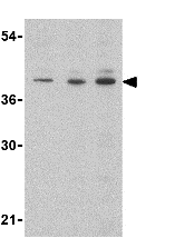 Cd5l Ct 2 Antibody Ab45406  Western Blot Img160405