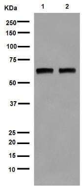Anti-Estrogen Receptor alpha antibody [EPR4097](AB108398)