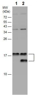 Anti-LC3B antibody - N-terminal(AB229327)