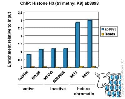 ChIP Kit(AB500)