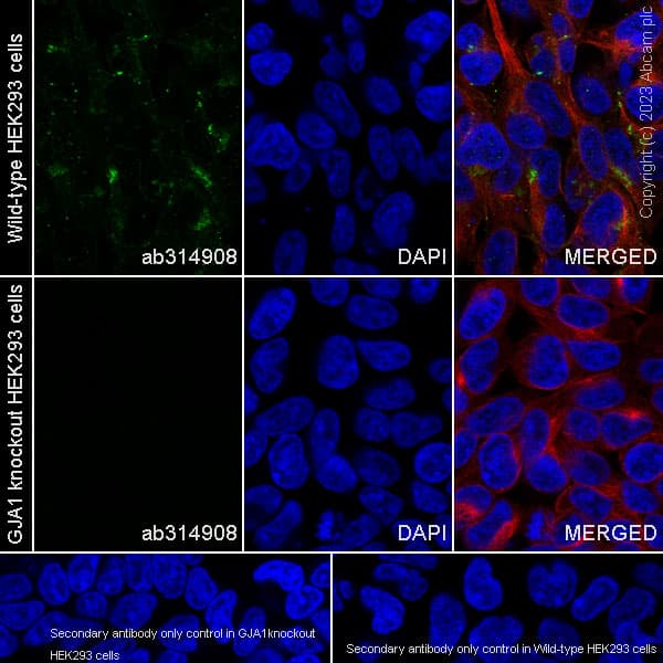 Anti-Connexin 43 / GJA1 antibody [RM1071] - BSA and Azide free(AB314909)