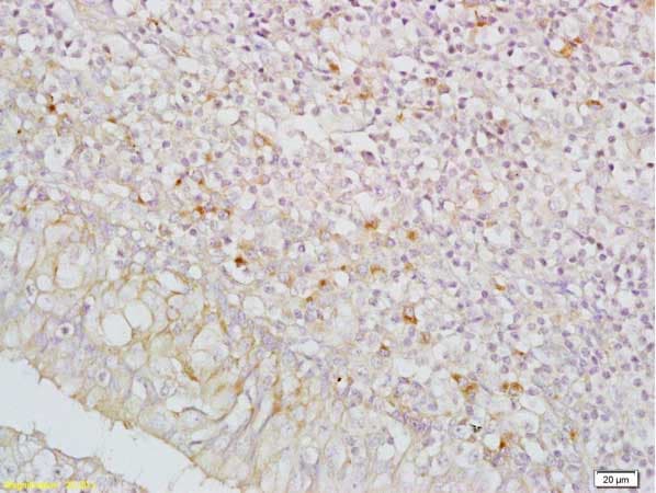 Anti-IGFBP5 antibody(AB216622)