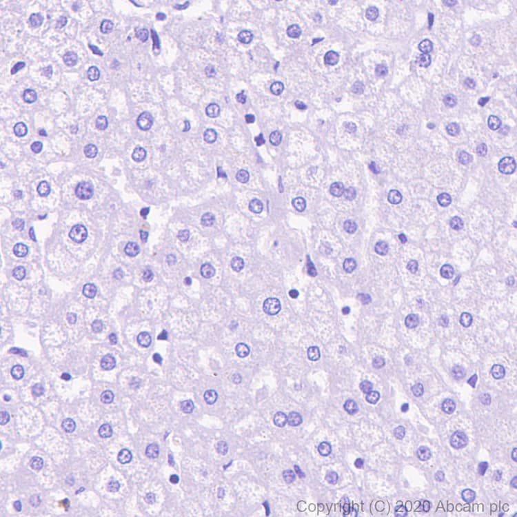 Anti-NMDAR1 antibody [EPR23397-66](AB274377)