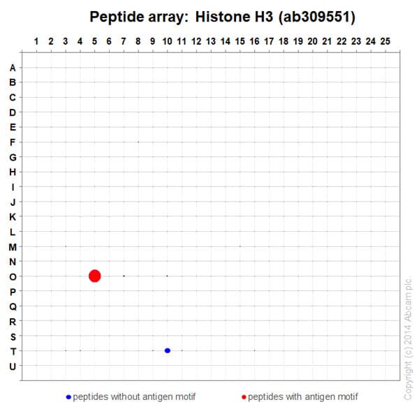 Anti-Histone H3 antibody [1B1B2](AB309551)