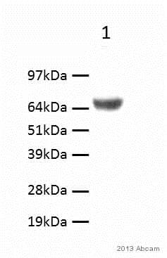 Anti-Lgi1/EPT antibody(AB30868)