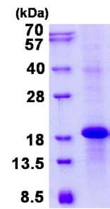 Ab134612  Sds Page Img48156