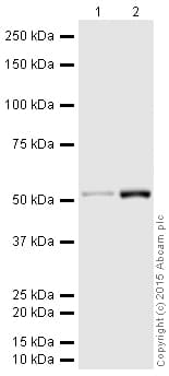 HeLa whole cell lysate(AB150035)