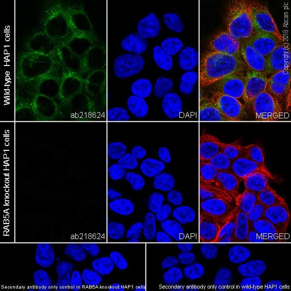 Anti-Rab5 antibody [EPR21801] - Early Endosome Marker(AB218624)