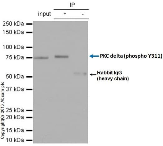 Pkc Delta Phospho Y311 Antibody Epr2609y Bsa And Azide Free Ab247449  Immunoprecipitation Img20056