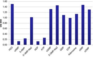 Anti-Adenosine phosphate antibody [EPR8471] - BSA and Azide free(AB228606)
