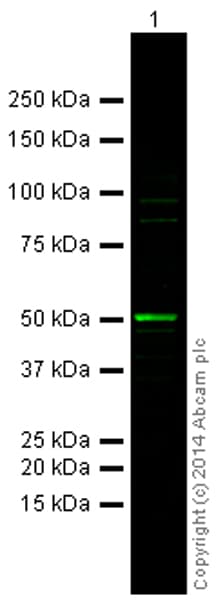 Anti-beta Tubulin antibody - Loading Control(AB6046)